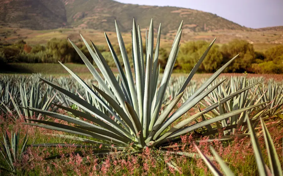 Maguey