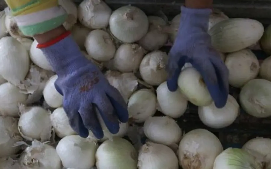 Autoridades de EU indican que rastrearon el brote en cebollas rojas, blancas y amarillas importadas desde el estado de Chihuahua.