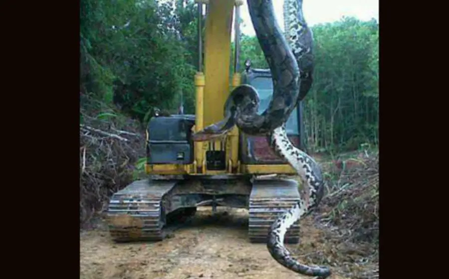 Se trata de una boa constrictora de 4 metros de largo, misma que tuvo que ser levantada con una grúa de construcción, y las imágenes rápidamente se viralizaron en redes sociales ante el tamaño colosal del animal.