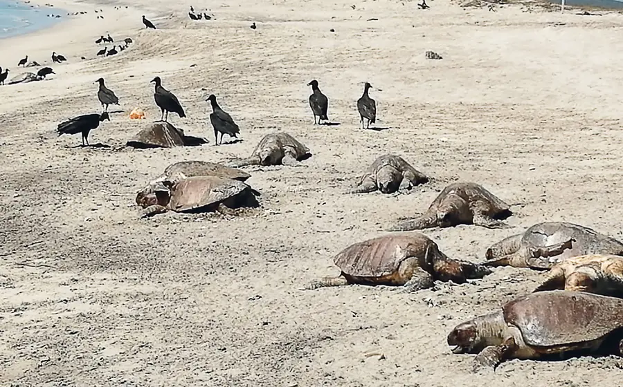 Tortugas muertas en playas de Ayuta