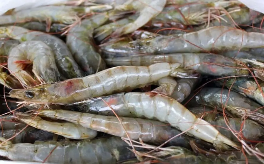 La Sader dio a conocer el inicio de la temporada de pesca en México.