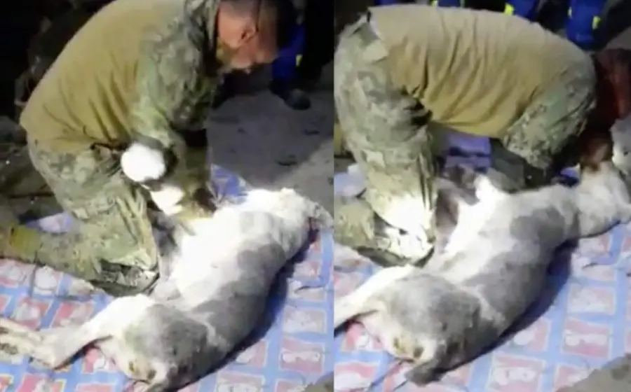 Hombre tratando de reanimar a un perro