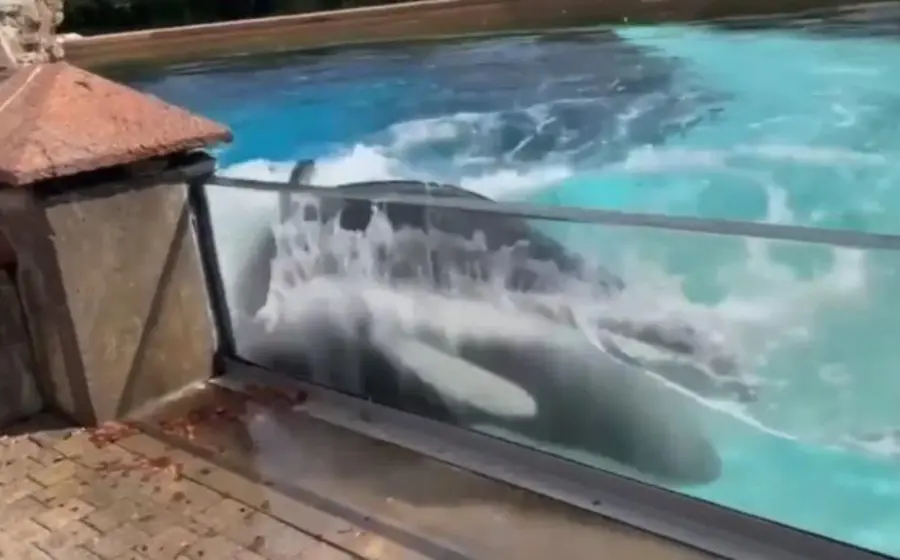 Orca chocando contra el cristal de un acuario