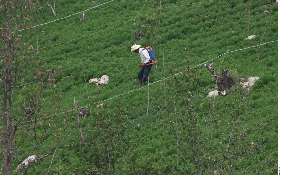 Campesino en campo de cultivo