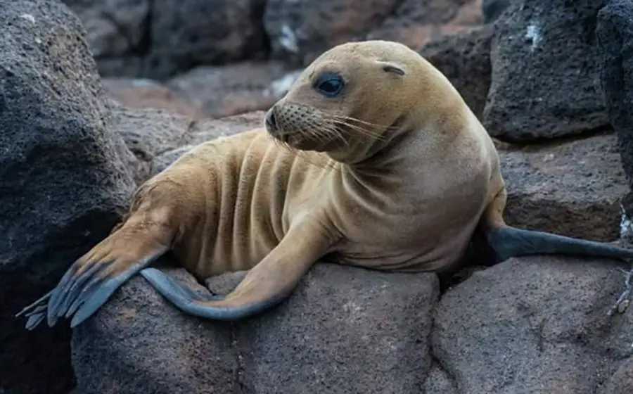 El video muestra cómo el león marino se sube a una embarcación para huir de dos orcas asesinas.