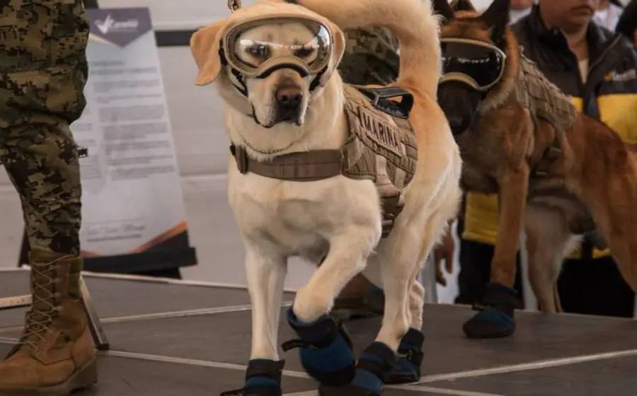 Frida, la perra labrador rescatista