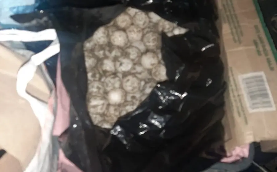 Huevos de tortuga asegurados