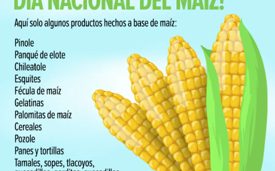 El maíz es considerado patrimonio de los mexicanos.