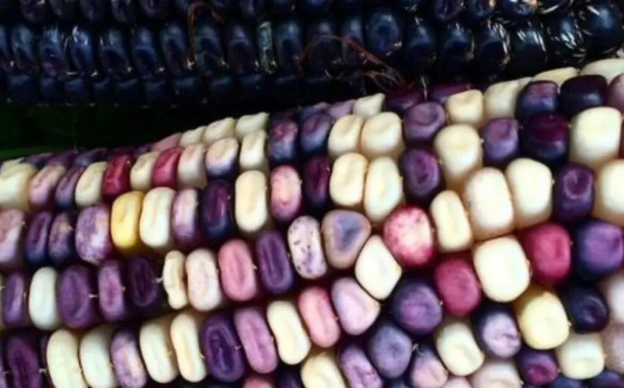 Detalle de maíz nativo en México