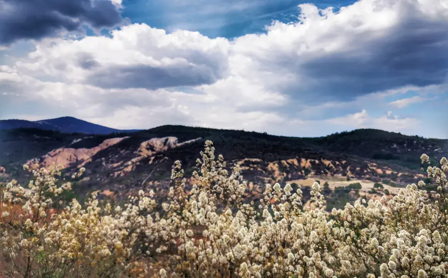 Montañas y flores
