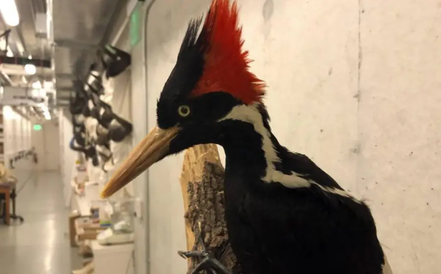 Pájaro carpintero de marfil