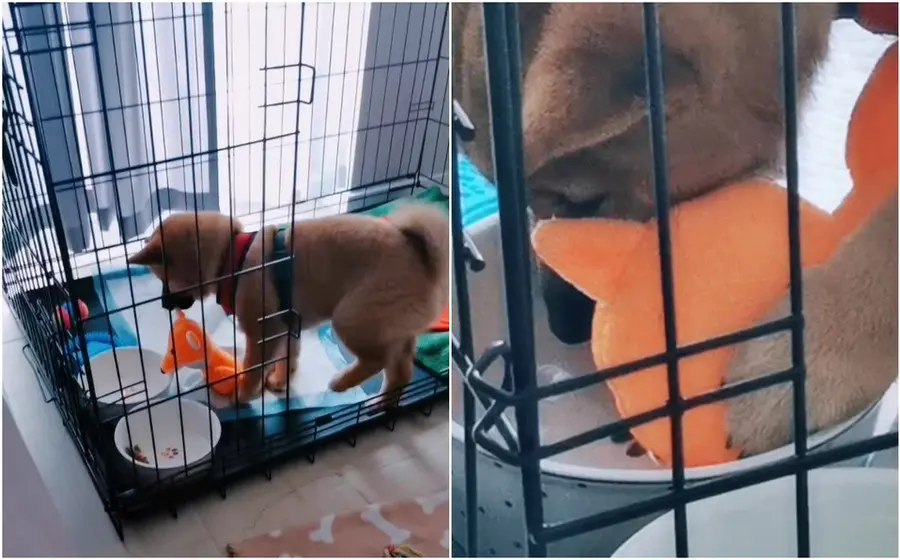 Perrito bebiendo agua con su juguete