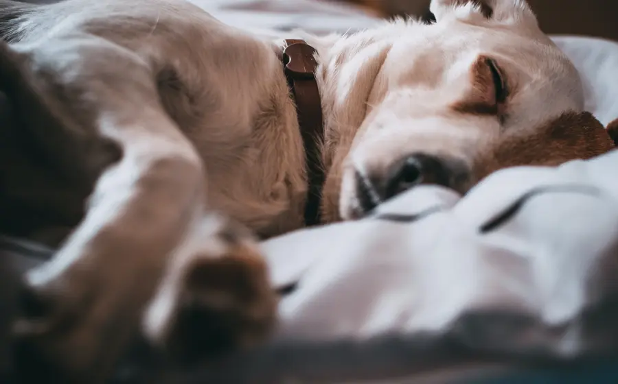 Perro acostado en una cama