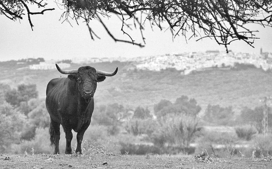 Toro en el campo