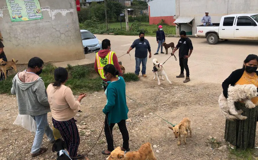 mascotas durante jornada de vacunación
