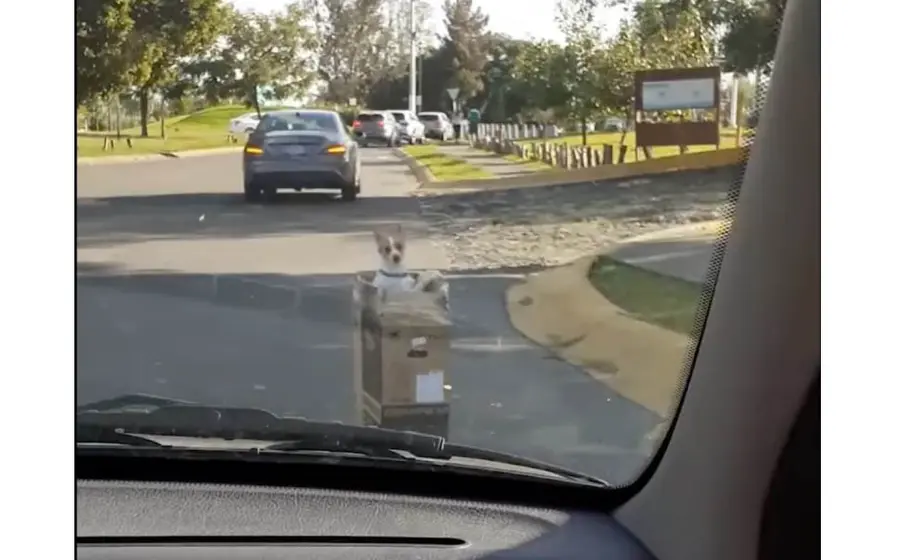 Maltrato animal