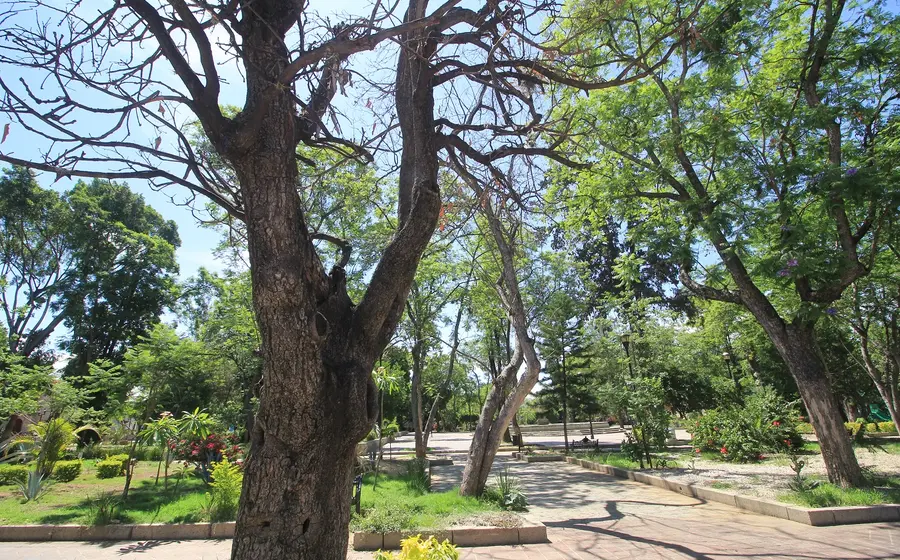 arboles-en-oaxaca