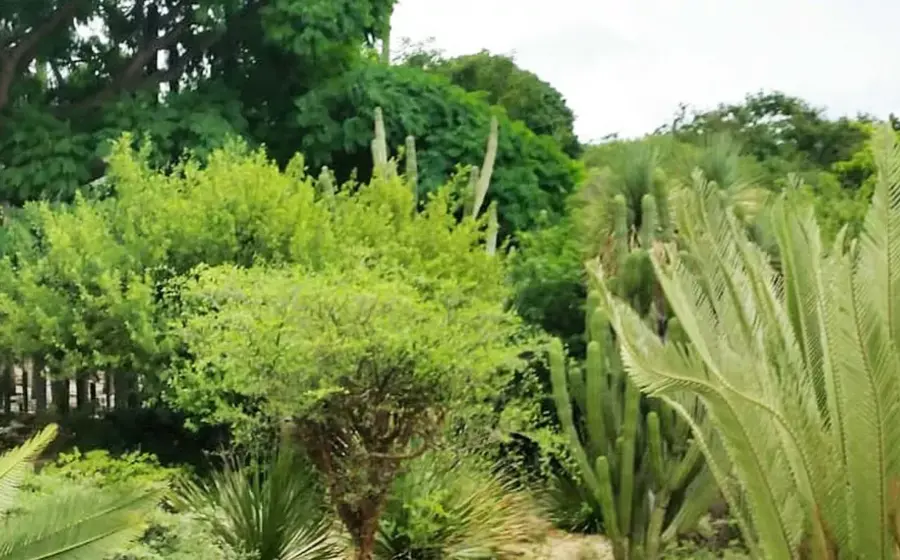 area-verde