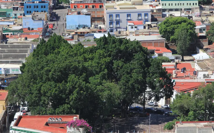 arbol-en-la-capital-de-oaxaca