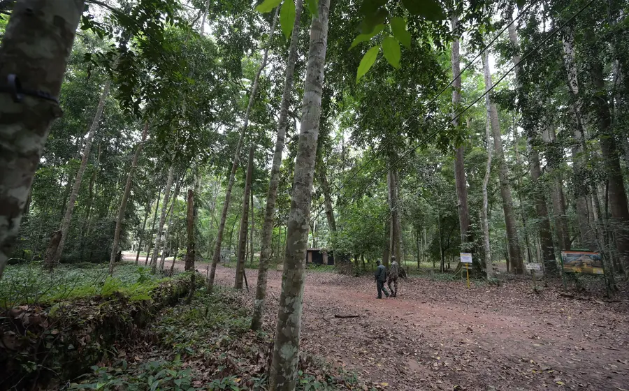 bosque