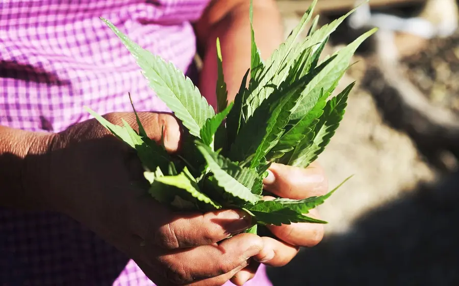 manos_sujetando_cannabis