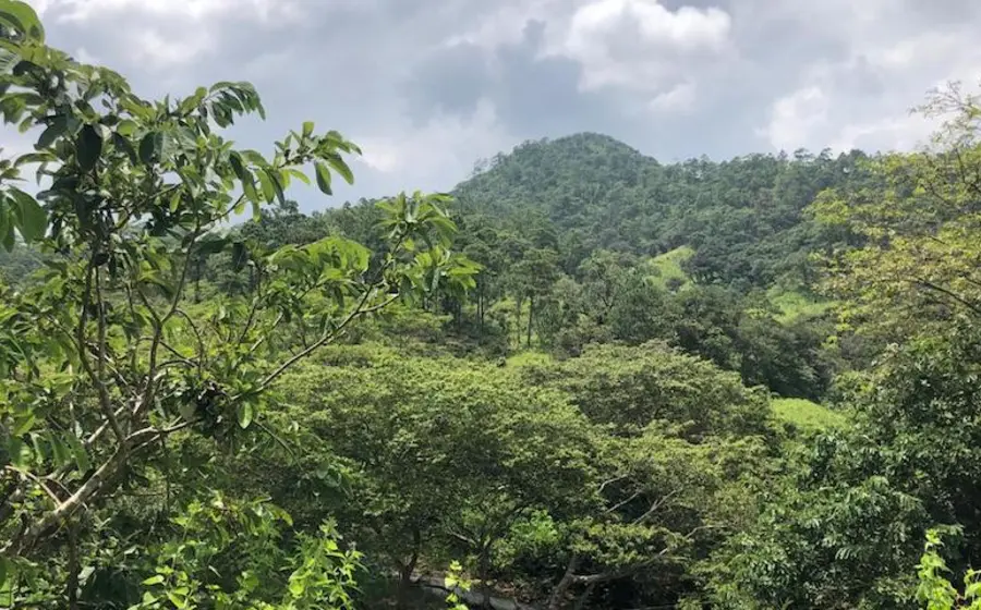 selva 