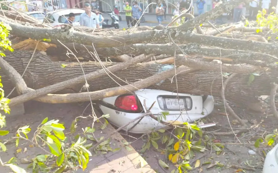 vehiculo-aplastado-por-arbol 