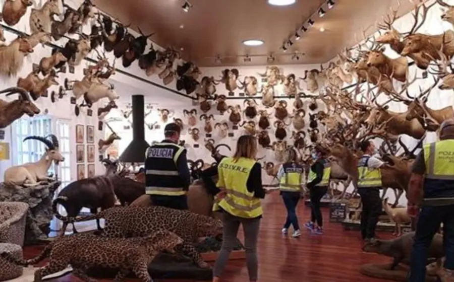 Animales disecados