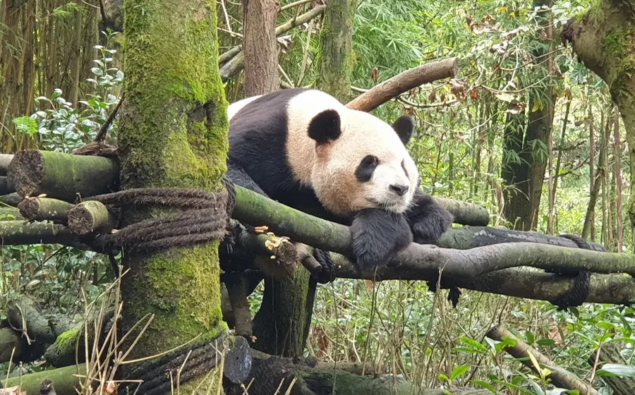 panda-acostado
