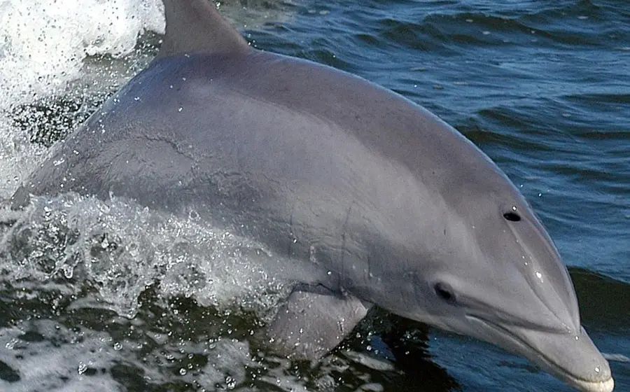 imagen_delfin_para_portada