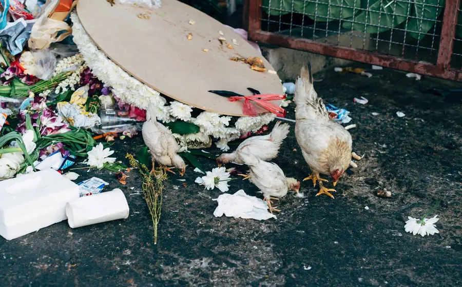 gallinas-y-basura 
