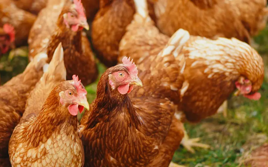 gallinas 