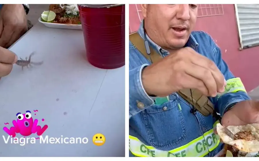 Comer insectos