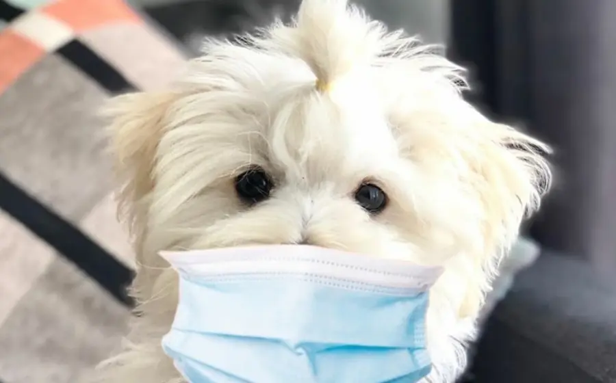 perro-con-cubreboca