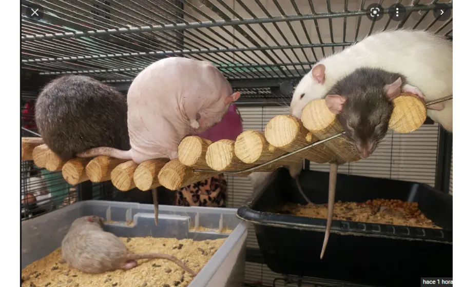 Ratas como mascotas