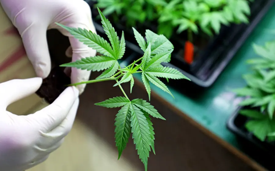cannabis