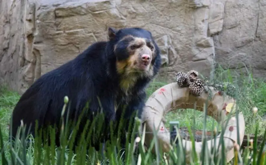 oso-antifaz-zoologico-chapultepec 