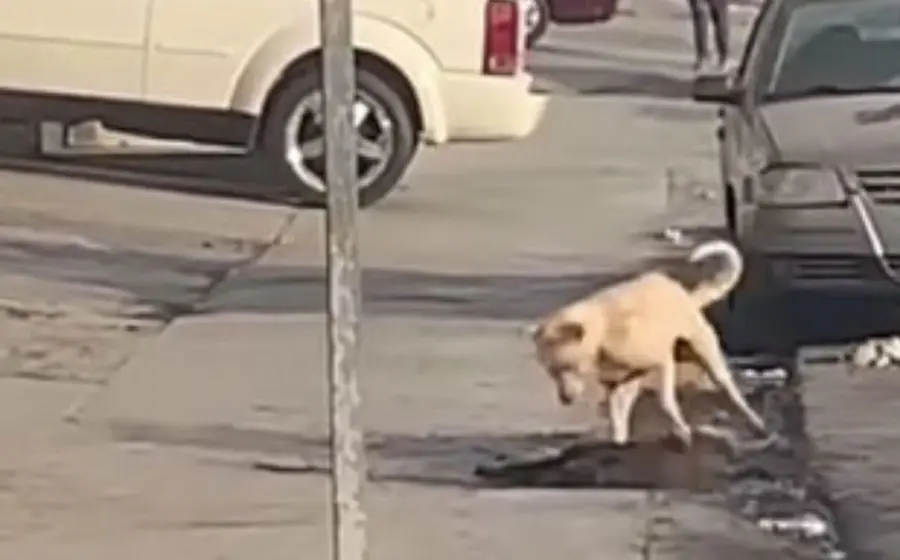 perrito_reanimando_a_su_amigo