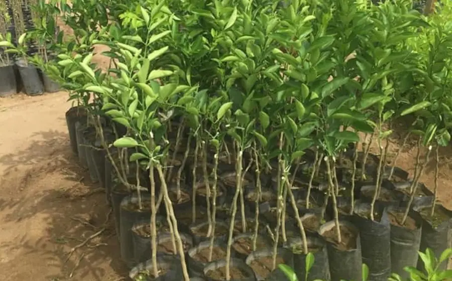 plantas 
