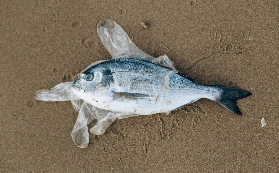 peces-plastico 