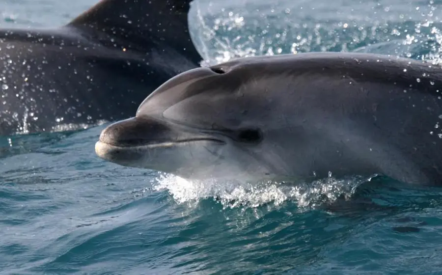 Delfines