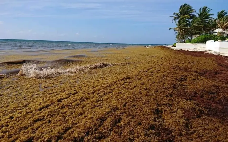 playa-con-sargazo 