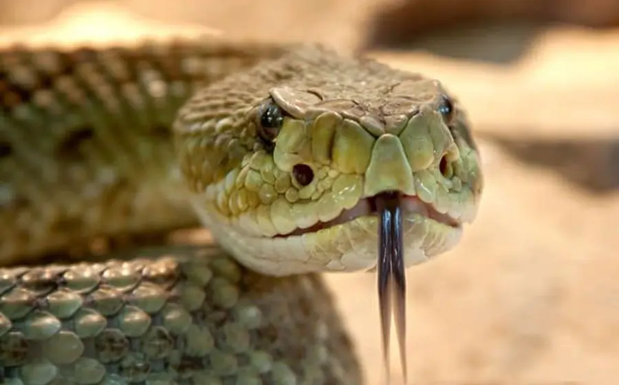 serpiente