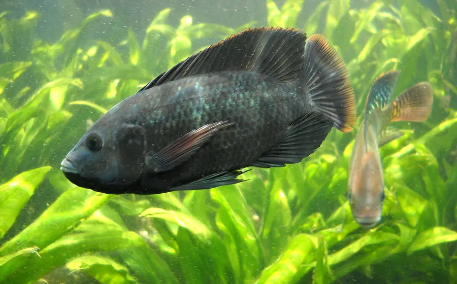 tilapia-semana-santa 