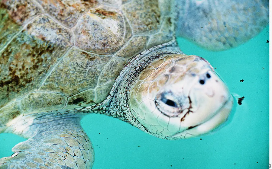 tortuga_marina