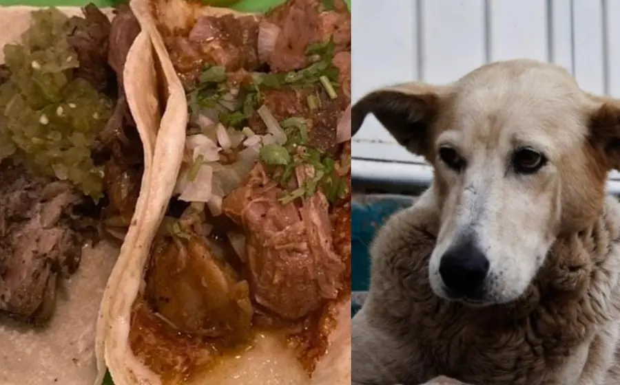 Tacos de perro