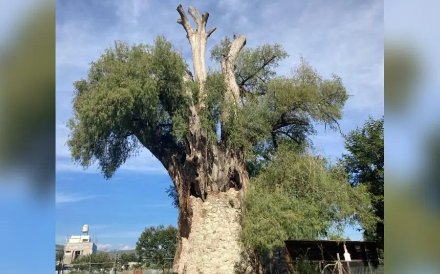 ahuehuete_oaxaca