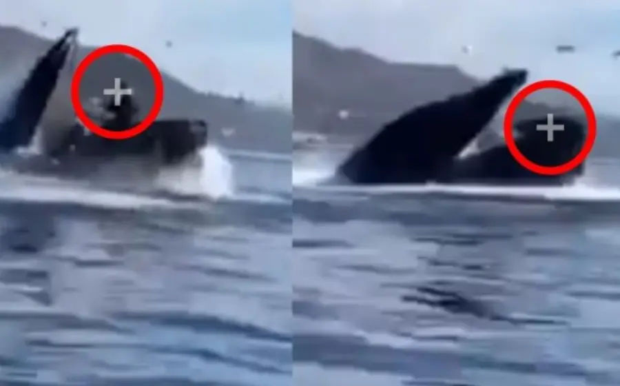 ballena_se_traga_bote