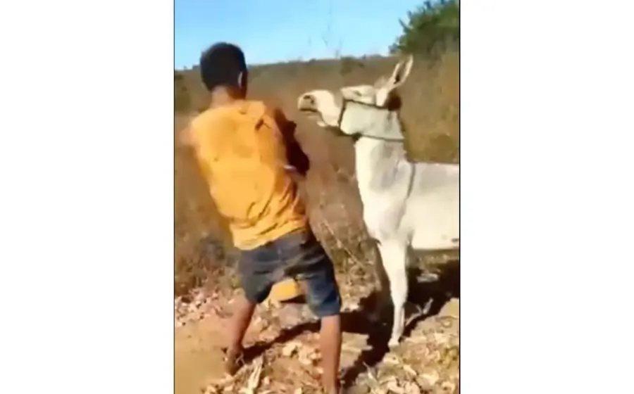 Maltrato animal