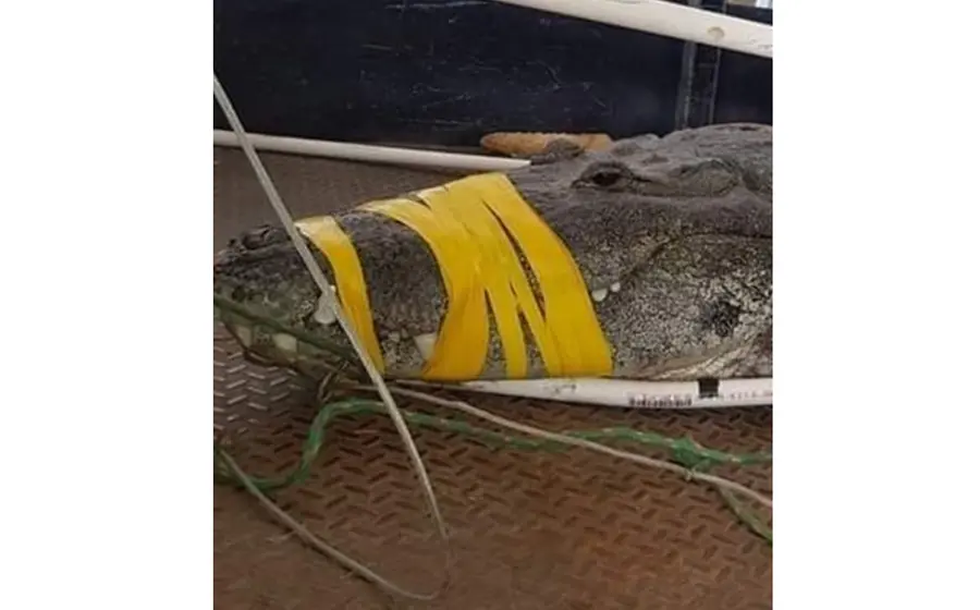 Ataque animal